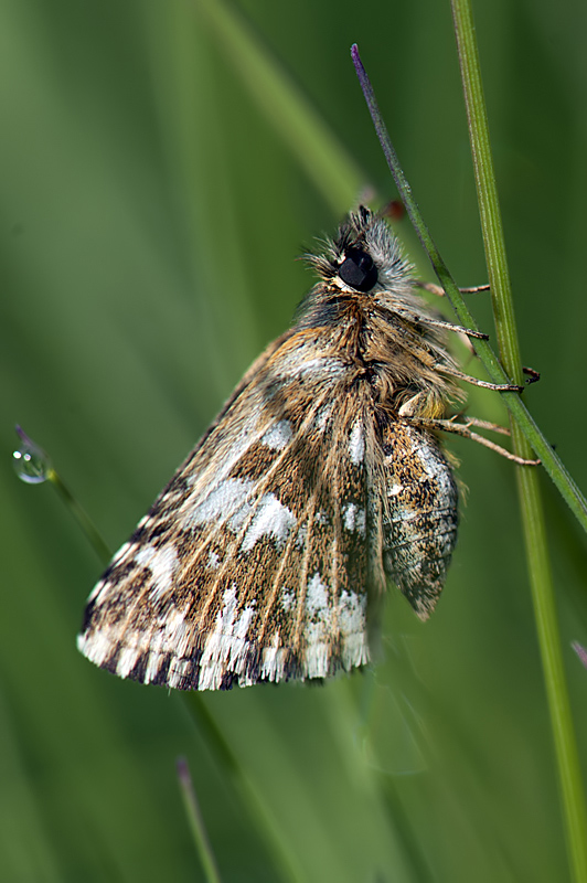 Pyrgus da identificare